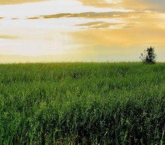 Русское поле