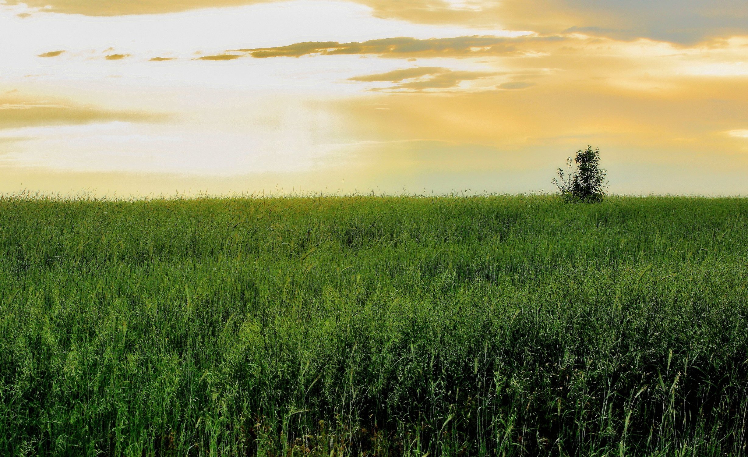 Русское поле