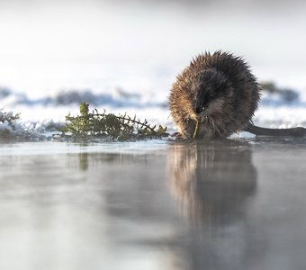 Завтрак ондатры