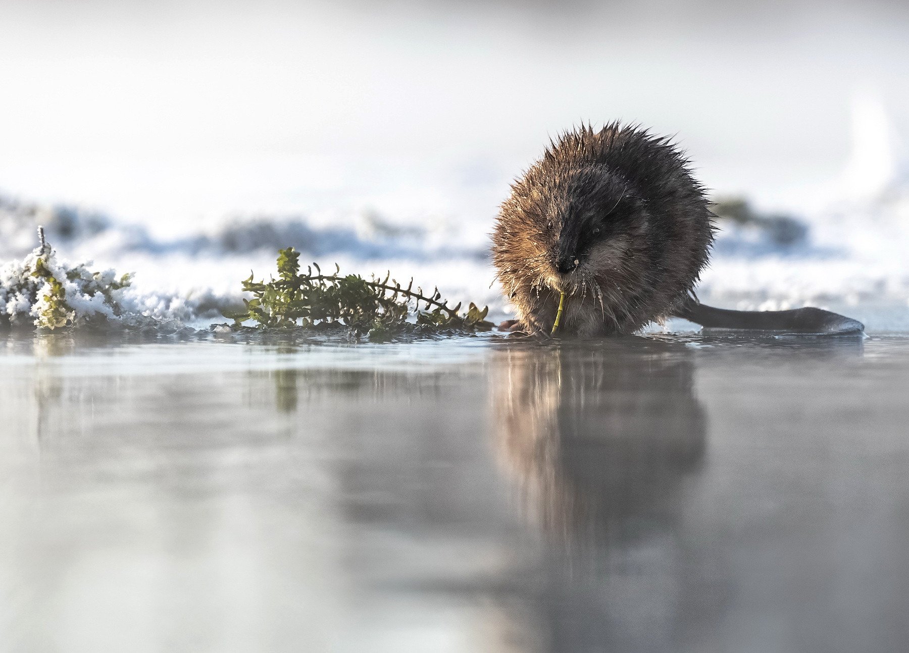Завтрак ондатры