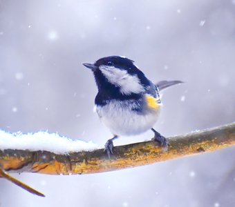 Московка (лат. Periparus ater)
