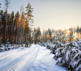 По лесной дороге