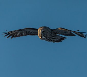 Вечерний патруль