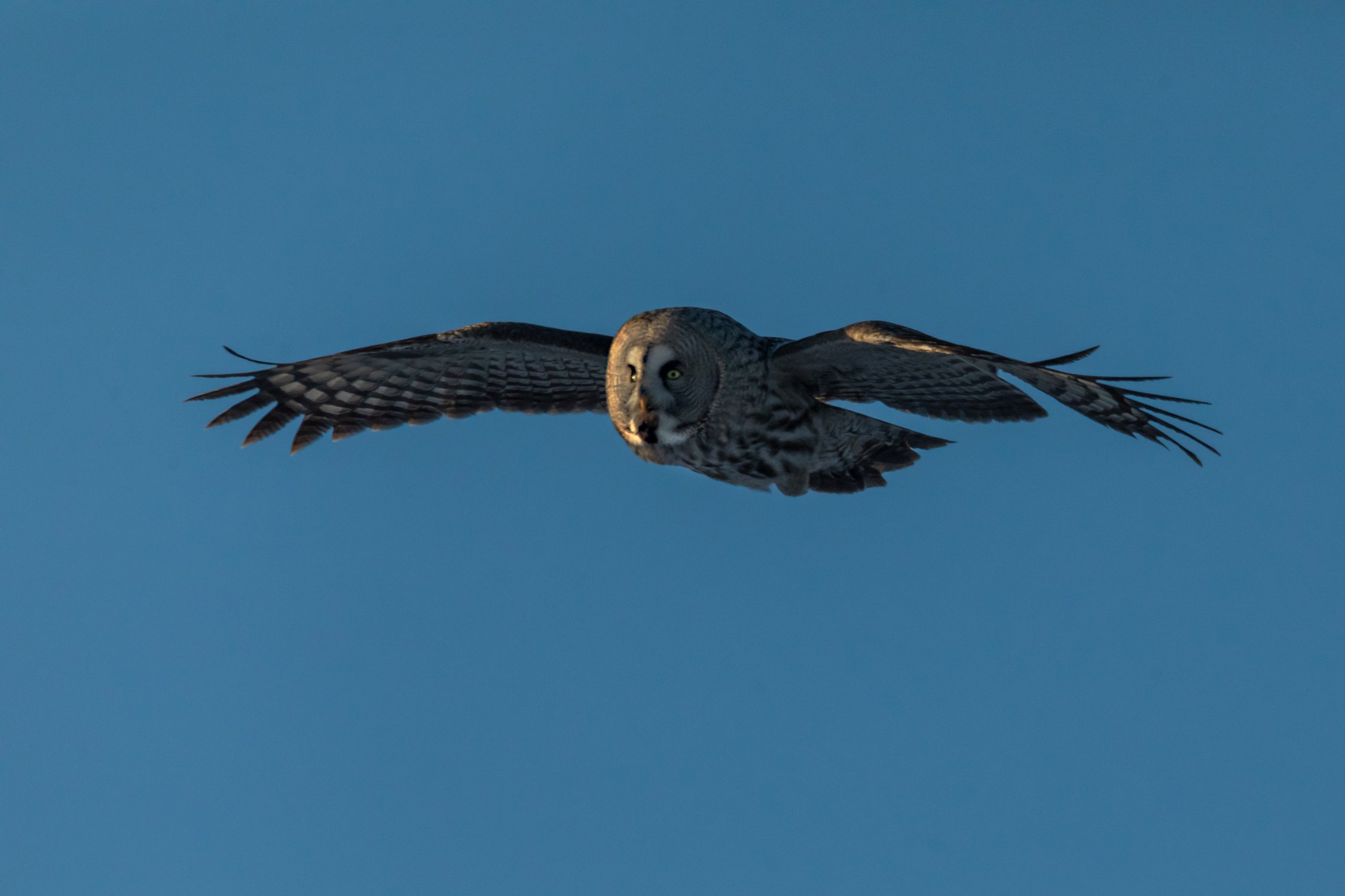 Вечерний патруль