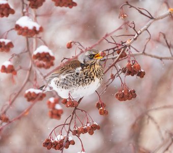 Рябиновое фото