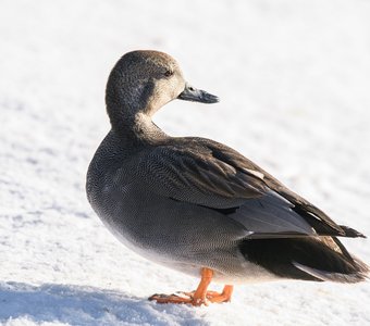 Самец серой утки во всей своей красе