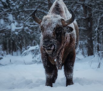 Знакомьтесь, Джо Браун, или Коричневый Ваня Калужский