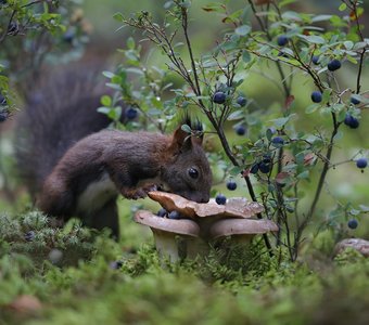 За грибами, за ягодами!