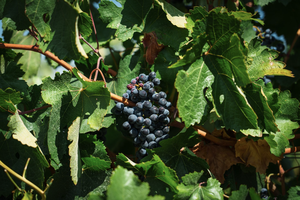 На развитие туризма вдоль трассы М-4 «Дон» в Ростовской области направят более 60 миллионов рублей