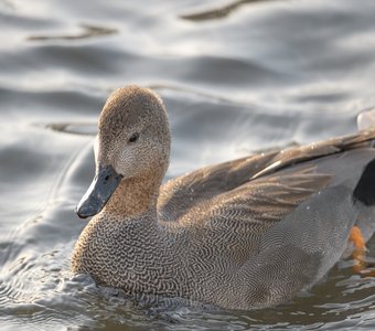 Серая утка (самец)
