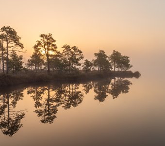 Туманный рассвет на болоте