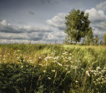 Полевые цветы...