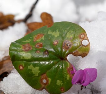 Цикламен косский