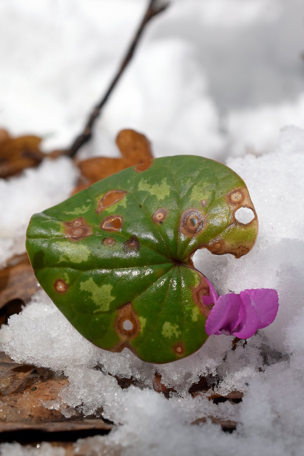 Цикламен косский