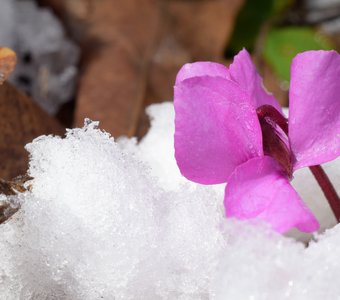 Цикламен косский