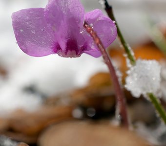 Цикламен косский