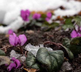 Цикламен косский