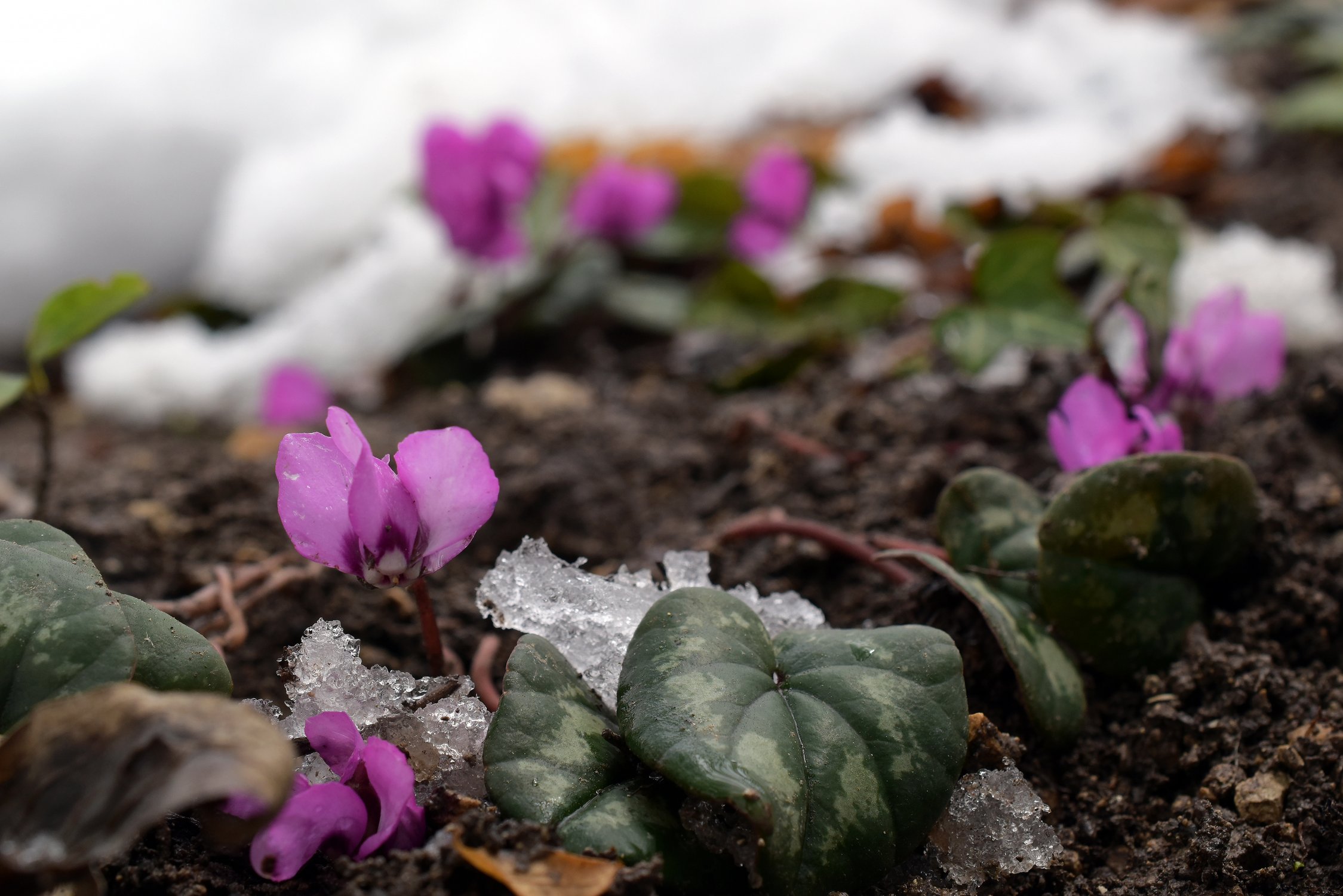 Цикламен косский