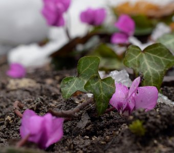 Цикламен косский