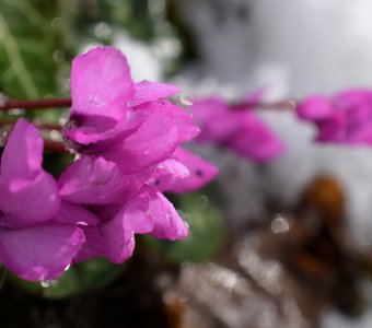 Цикламен косский