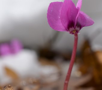 Цикламен косский