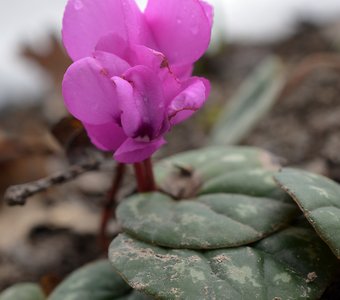 Цикламен косский