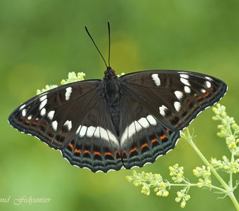 Ленточник тополёвый