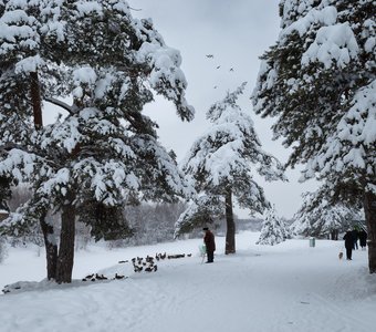 Зима в парке