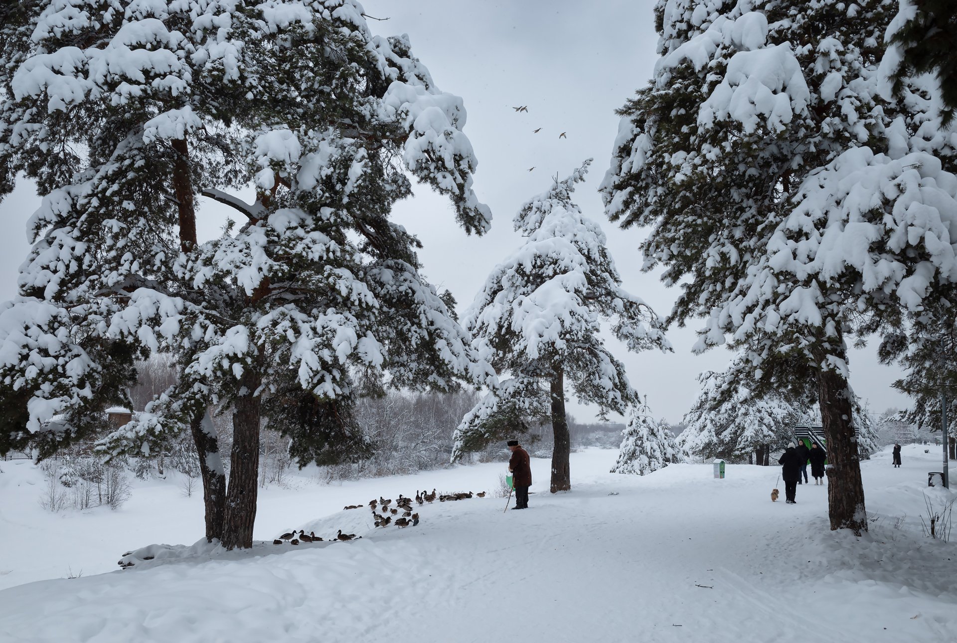 Зима в парке