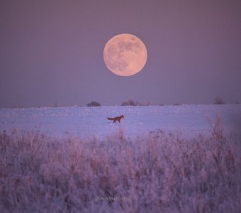 В полнолуние.