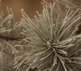 каждой иголочкой радует нас...