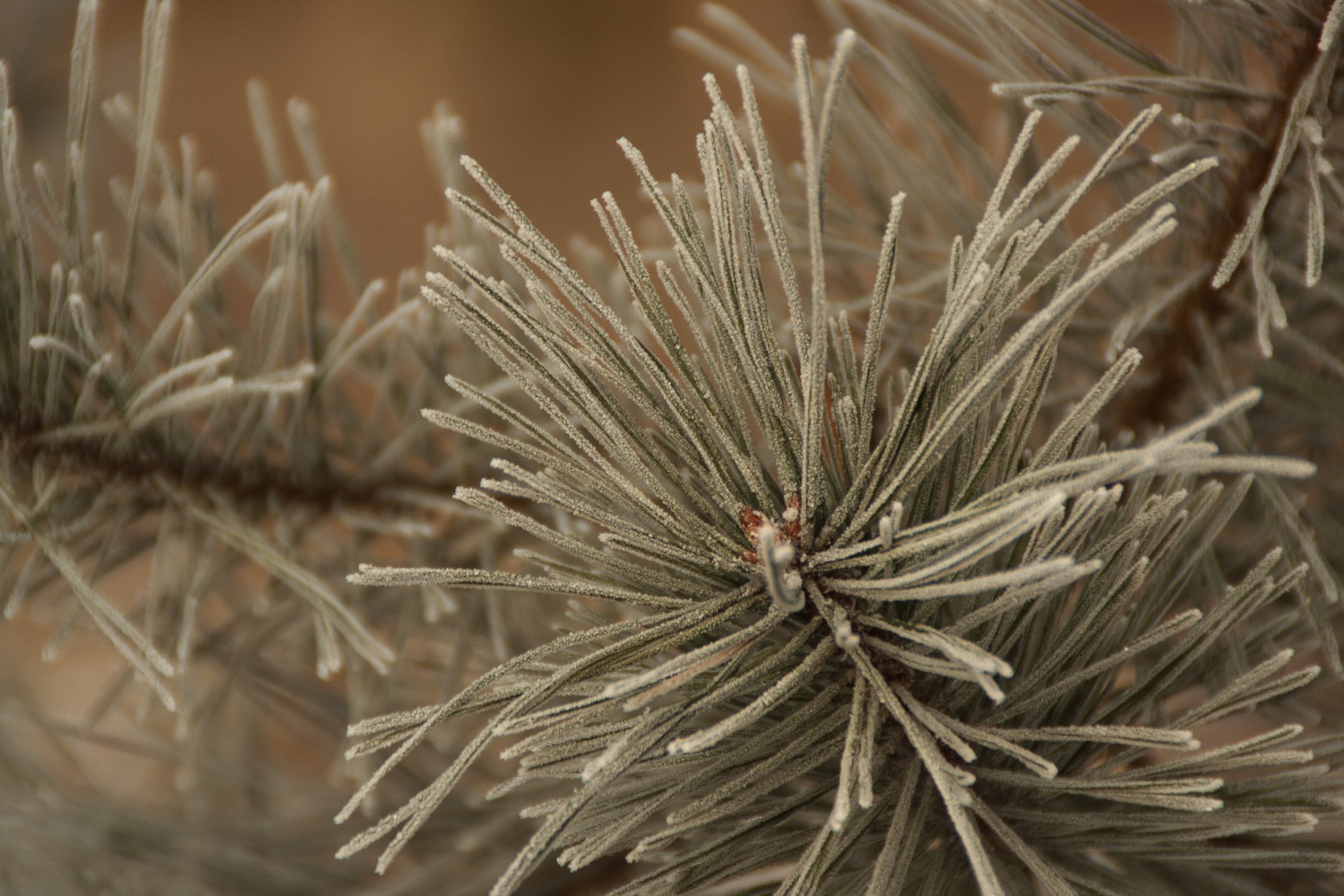 Каждой иголочкой радует нас