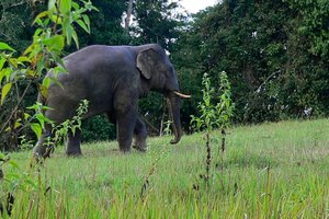 В Таиланде слон-убийца затоптал уже трёх человек