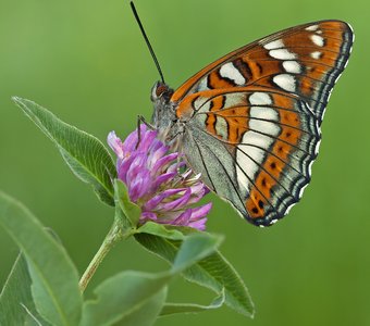 Ленточник тополёвый