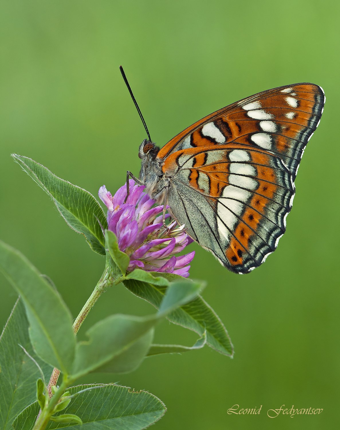 Ленточник тополёвый
