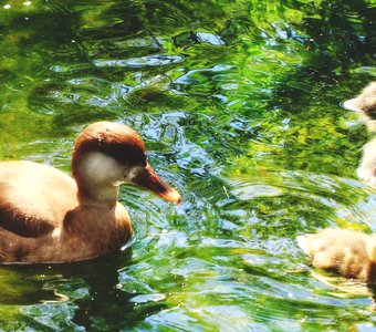 Под присмотром