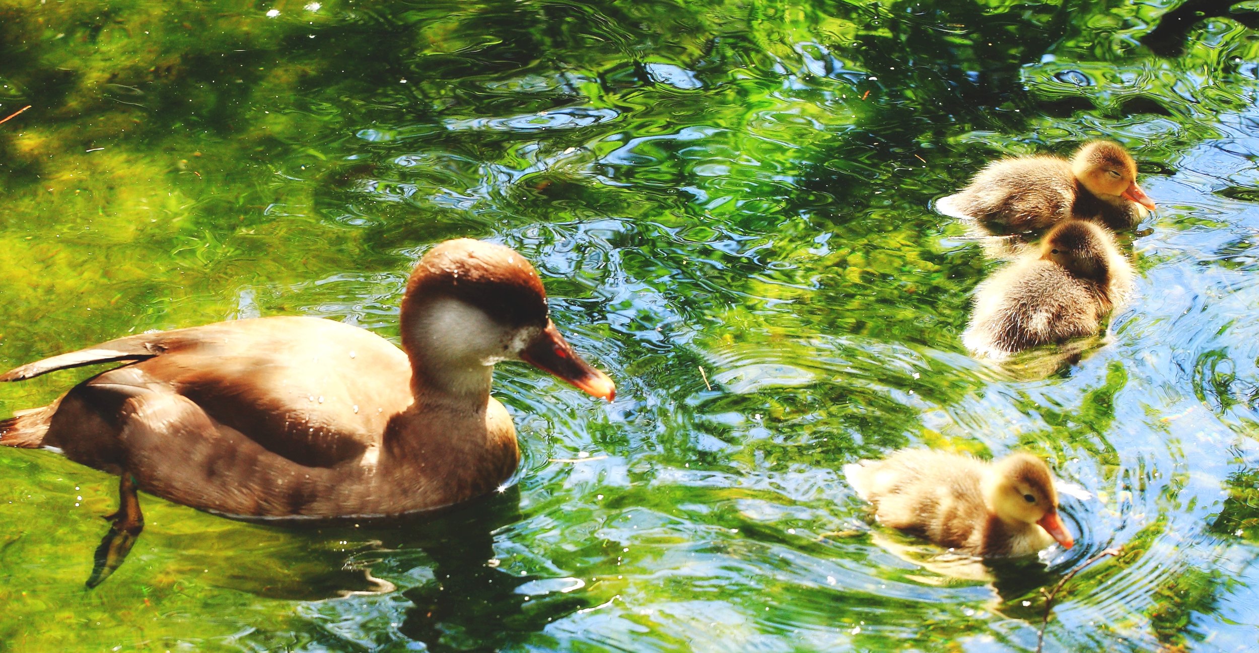 Под присмотром