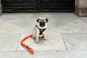 Американец с мопсом застрял в Египте из-за необычного закона