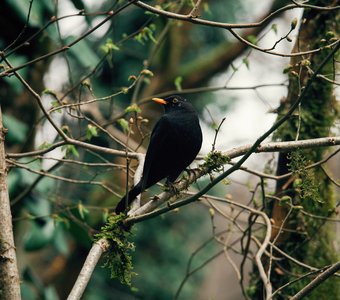 Любопытный дрозд