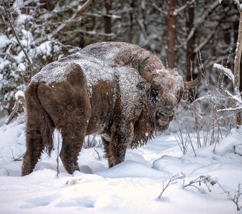 Зубр в лесу