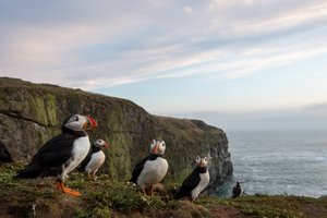 Остров в Уэльсе ищет счетовода тупиков (с проживанием)