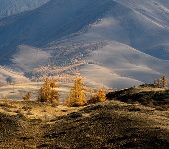 Золото на синем