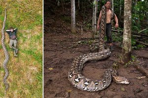 Обнаружен самый длинный в мире питон – более 7 метров