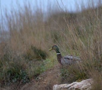 Видишь утку? - Нет - А она есть