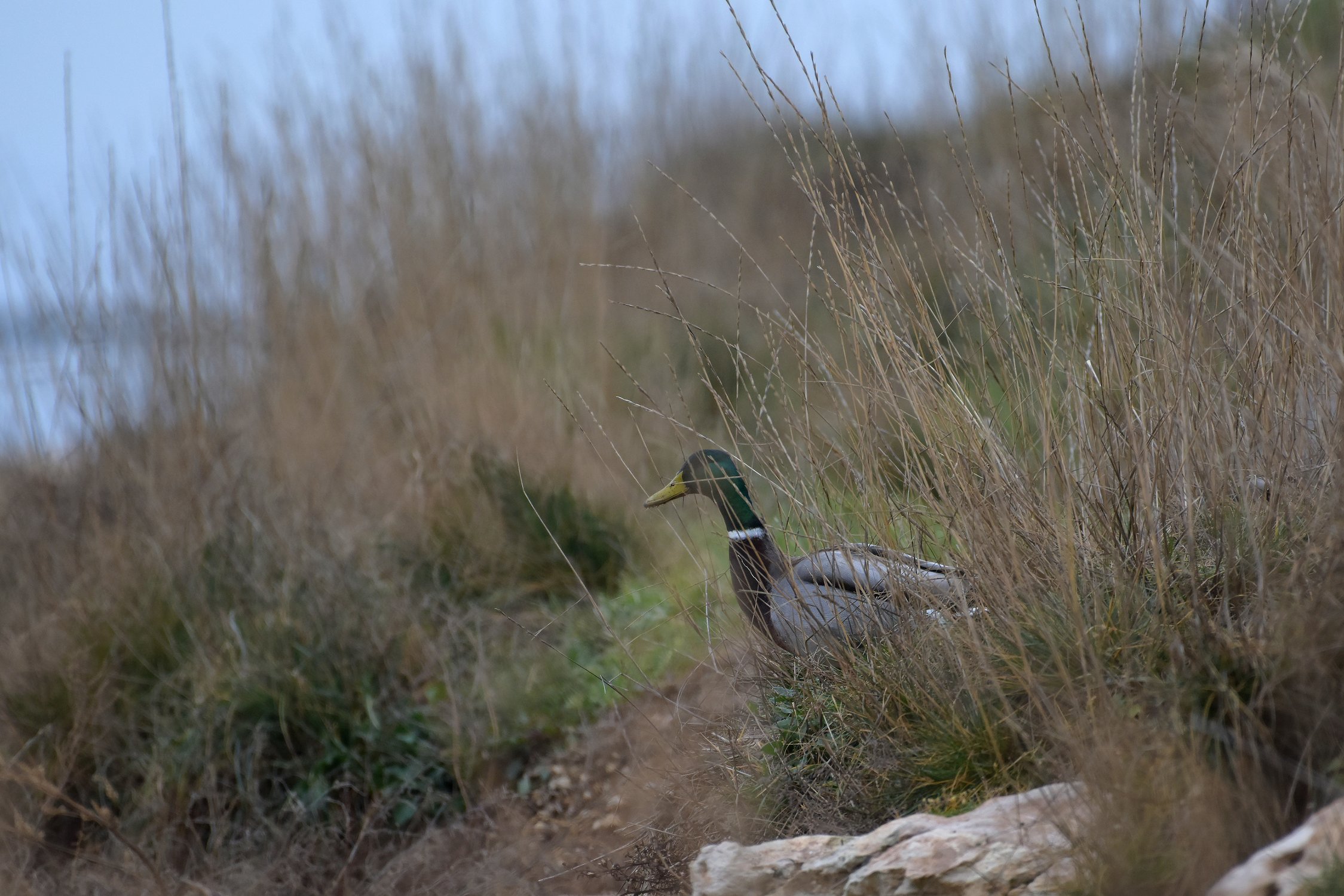 Видишь утку? - Нет - А она есть