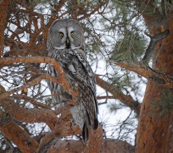 Мудрость веков в янтарных глазах: бородатая неясыть на страже зимнего леса.