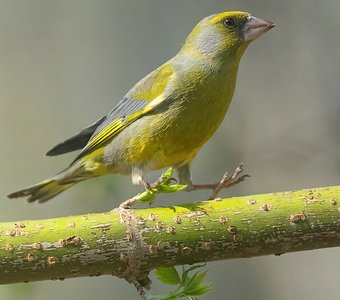 Шаг в весну