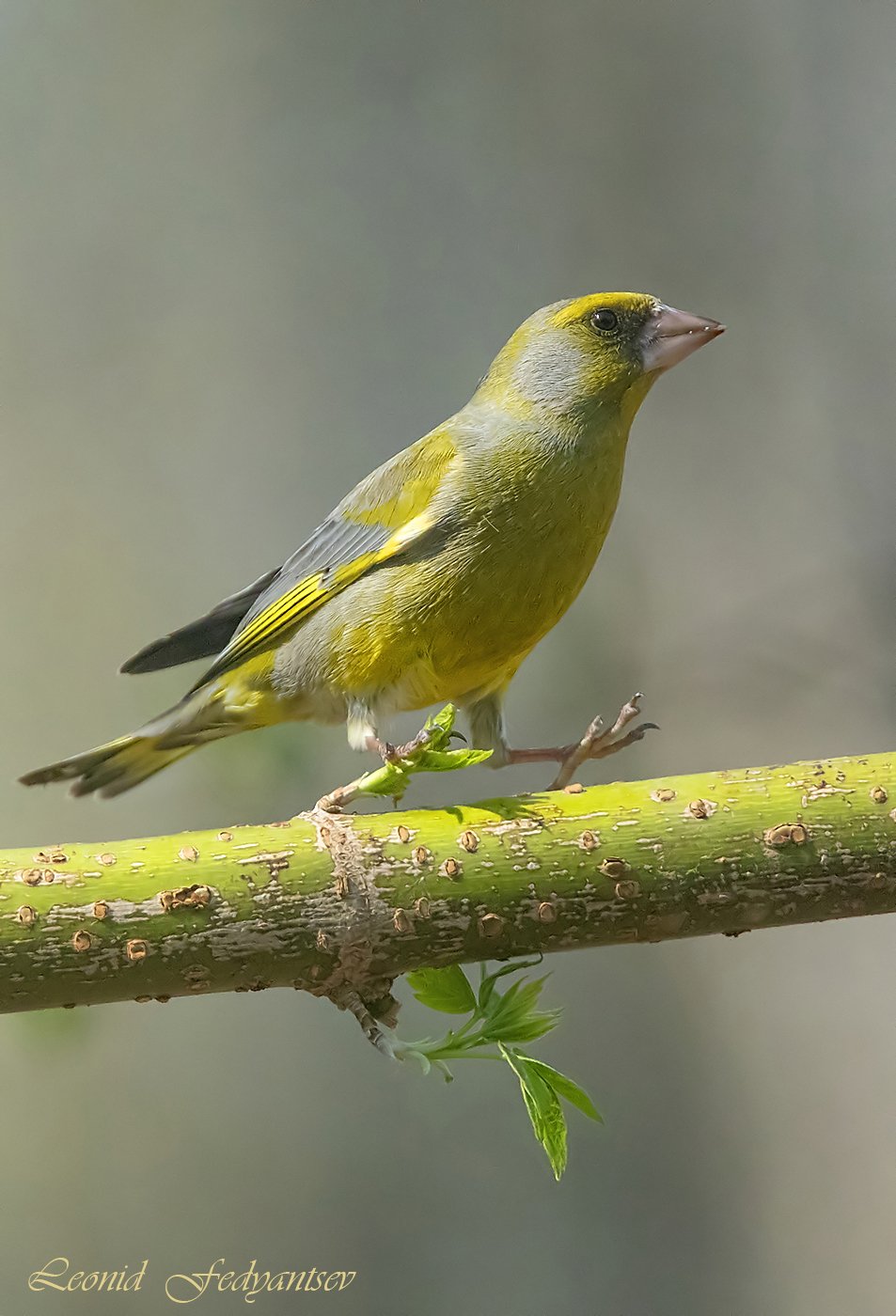 Шаг в весну