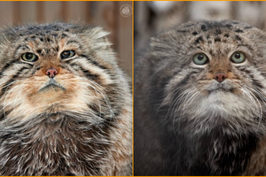 Новосибирский зоопарк простился с двумя легендарными манулами