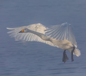 Полет в тумане